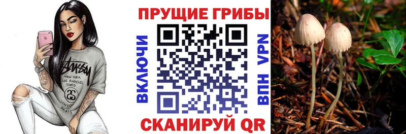 Галлюциногенные грибы Psilocybine cubensis  Купить  Славск 